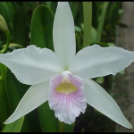 Laelia purpurata